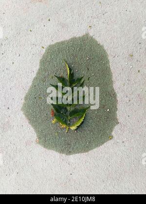 Ein heruntergefallenes grünes Blatt, das einen nassen Rahmen auf dem Boden bildet. Stockfoto