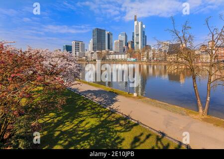 Geschäftsgebäude mit Wolkenkratzer von Frankfurt am Main. Fluss mit Park und grüner Wiese im Vordergrund an einem sonnigen Tag. Ufer des Flusses mit r Stockfoto