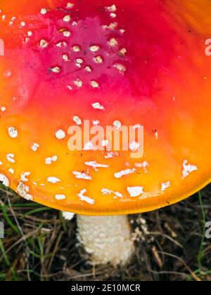 Nahaufnahme eines Fliegenpilzes (Amanita muscaria), Dunwich, Suffolk, England, Großbritannien Stockfoto