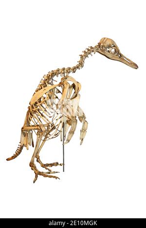 Galápagos Pinguin (Spheniscus mendiculus) Skelett Stockfoto