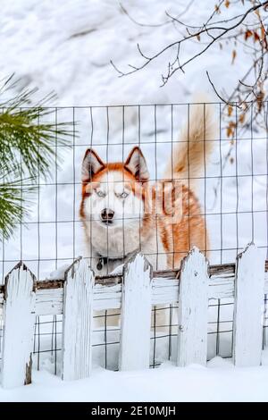 Sibirischer Husky Hund mit eisblauen Augen rot und weiß Fell und spitze Ohren Stockfoto