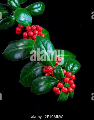 Zweig der chinesischen Stechpalme (Ilex cornuta) mit Beeren im Winter. Beeren sind eine gute Nahrungsquelle für amerikanische Rotkehlchen und andere Fruchtfresser. Stockfoto