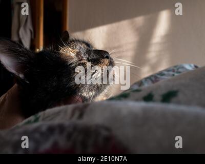 Ein friedlicher Morgen mit unserer seltenen Schildkrötenschellkatze. Sie genießt das Sonnenlicht und die Wärme, die vom Fenster in unser Bett fällt. Nahaufnahme ihres Kopfes Stockfoto