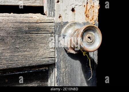 Alter Türknauf mit Rebe-Zweig in verwitterter Tür, Horizontale Vorderansicht Stockfoto