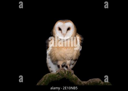 Die dunkle Seite der Nacht, Porträt der Eule (Tyto alba) Stockfoto