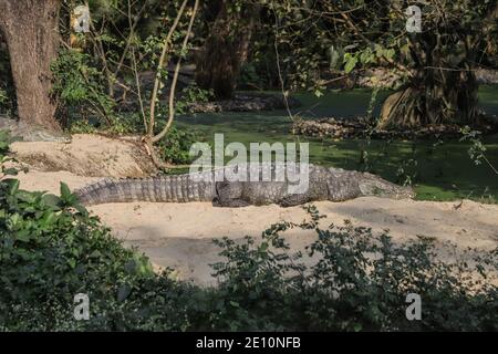 Kalkutta, Indien. Januar 2021. Ein Krokodil liegt am Ufer, sonnt sich in der Sonne am Alipore zoologischen Garten. Lokale Touristen besuchen Alipore, Indiens ältester Zoologischer Park ohne viel Beachtung der COVID-19 SOPs (Standard Operating procedure) Kredit: SOPA Images Limited/Alamy Live News Stockfoto