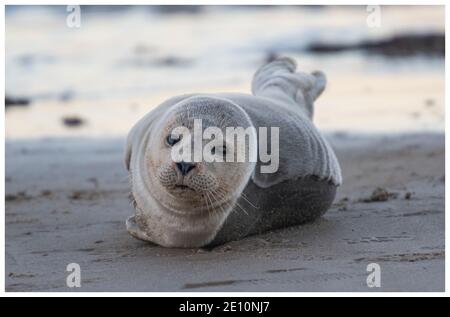 Seehund in Sheringham North Norfolk uk Stockfoto