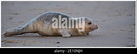 Seehund in Sheringham North Norfolk uk Stockfoto