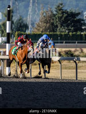 Zwei Pferde Rennen in Richtung Ziel bei Emerald Downs, Auburn, WA Stockfoto