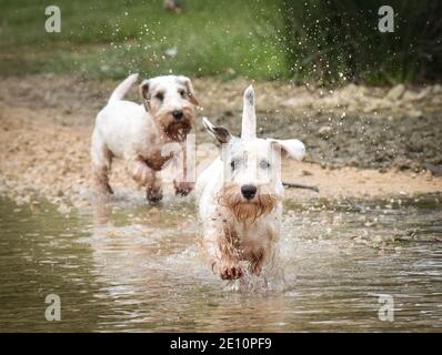 Zwei weiße sealyham Working Terrier Hunde laufen auf die Kamera über Ein Fluss Stockfoto