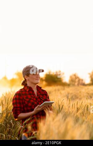 Eine Frau Bauer untersucht den Bereich der Getreide- und sendet die Daten an die Wolke aus der Tablette. Smart Farming und digitale Landwirtschaft. Stockfoto