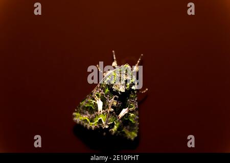 Grüne Motte auf braunem Glashintergrund. Schmetterling in hellgrüner Farbe. Stockfoto