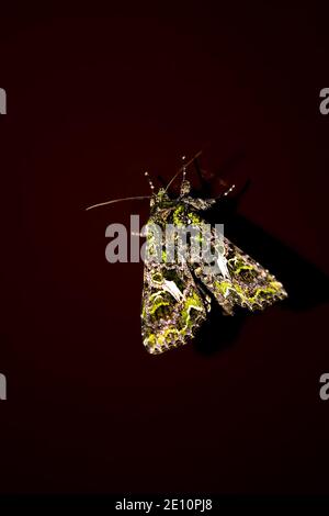 Grüne Motte auf braunem Glashintergrund. Schmetterling in hellgrüner Farbe. Stockfoto