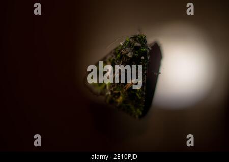 Grüne Motte auf braunem Glashintergrund. Schmetterling in hellgrüner Farbe. Stockfoto