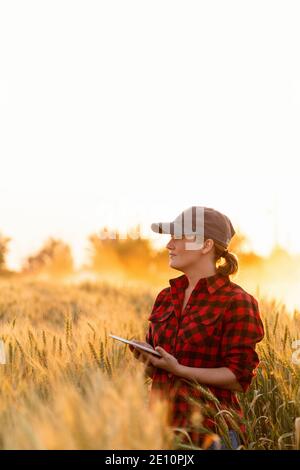 Eine Frau Bauer untersucht den Bereich der Getreide- und sendet die Daten an die Wolke aus der Tablette. Smart Farming und digitale Landwirtschaft. Stockfoto