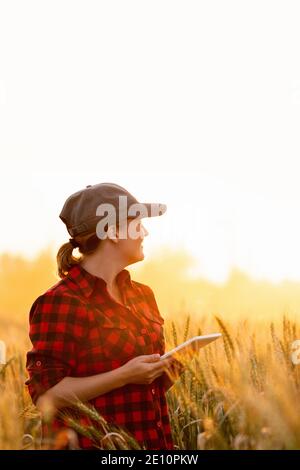 Eine Frau Bauer untersucht den Bereich der Getreide- und sendet die Daten an die Wolke aus der Tablette. Smart Farming und digitale Landwirtschaft. Stockfoto