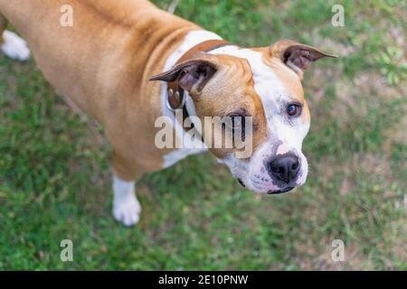 Ein brauner amstaff auf dem grünen Gras schaut nach oben. Ein Hund für einen Spaziergang - ein Freund des Menschen. Stockfoto