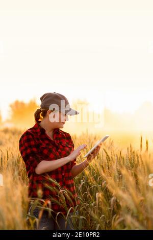 Eine Frau Bauer untersucht den Bereich der Getreide- und sendet die Daten an die Wolke aus der Tablette. Smart Farming und digitale Landwirtschaft. Stockfoto