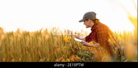 Eine Frau Bauer untersucht den Bereich der Getreide- und sendet die Daten an die Wolke aus der Tablette. Smart Farming und digitale Landwirtschaft. Stockfoto
