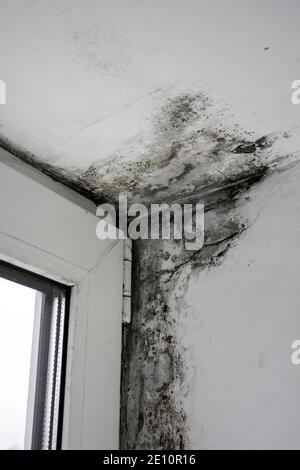 Schimmel in der Nähe der Fenster, Schimmel an den Wänden des Hauses. Metall-Kunststoff-Fenster sind nicht ordnungsgemäß installiert Stockfoto