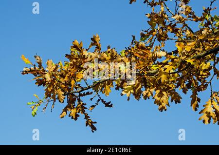 Ein Zweig einer Eiche mit vergilbten Blättern, der sich im Herbstsonnenschein in Hampshire, Großbritannien, gegen einen strahlend blauen Himmel zeigt. Stockfoto