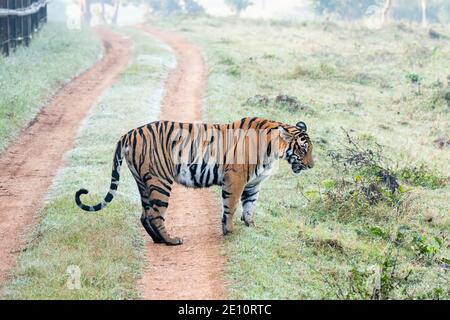 Eine Tigerin, die auf der Waldstraße und der Gebietsmarkierung läuft Im Nagarhole Tiger Reserve in Karnataka während einer Wildtiersafari Stockfoto