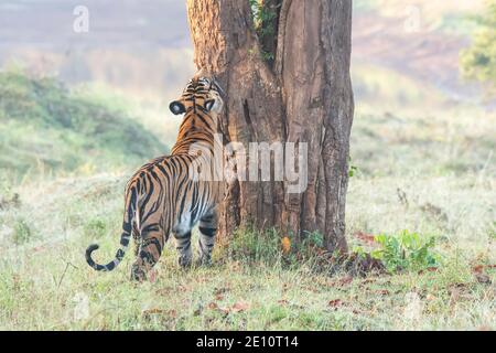 Eine Tigerin, die auf der Waldstraße und der Gebietsmarkierung läuft Im Nagarhole Tiger Reserve in Karnataka während einer Wildtiersafari Stockfoto