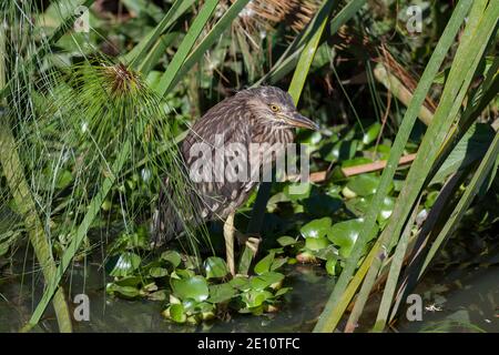 Schwarzkrönter Nachtreiher Nycticorax nycticorax, juvenile thront zwischen See Vegetation, See Alarobia, Antananarivo, Madagaskar, Oktober Stockfoto