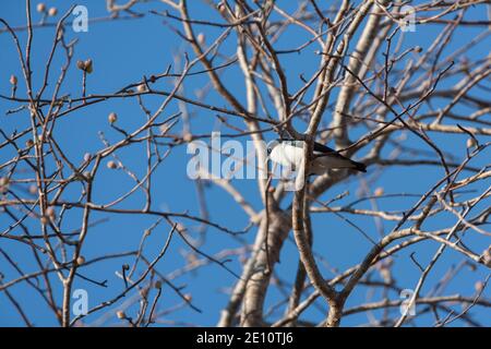 Chabert vanga Leptopterus chabert, thront im Baum, Ifty, Toliara, Madagaskar, Oktober Stockfoto