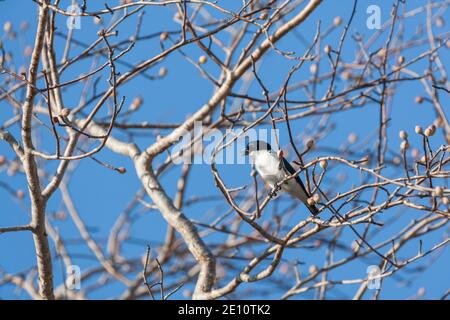 Chabert vanga Leptopterus chabert, thront im Baum, Ifty, Toliara, Madagaskar, Oktober Stockfoto