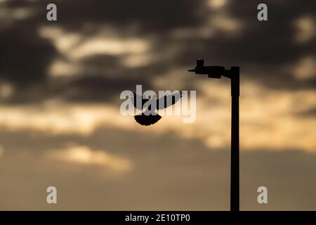 Gemeine Taube Columba palumbus, Erwachsener im Flug zur Straßenlampe, Weston-Super-Mare, Somerset, Großbritannien, August Stockfoto