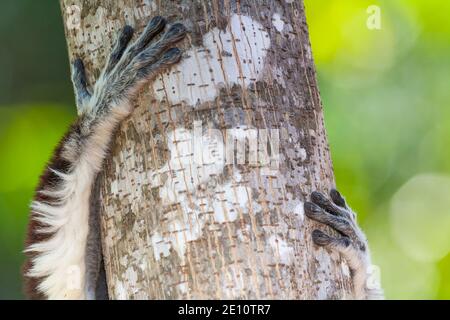 Coquerel's sifaka Propithecus coquereli, mit Baumstamm, Ankarafantsika Nature Reserve, Madagaskar, Oktober Stockfoto