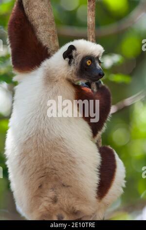 Coquerel's sifaka Propithecus coquereli, im Wald gelegen, Ankarafantsika Nature Reserve, Madagaskar, Oktober Stockfoto