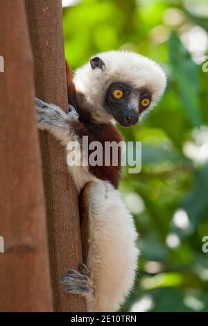 Coquerel's sifaka Propithecus coquereli, im Wald gelegen, Ankarafantsika Nature Reserve, Madagaskar, Oktober Stockfoto