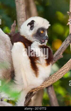 Coquerel's sifaka Propithecus coquereli, Baby im Wald mit Eltern, Ankarafantsika Nature Reserve, Madagaskar, Oktober Stockfoto