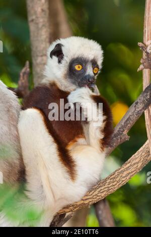 Coquerel's sifaka Propithecus coquereli, Baby im Wald mit Eltern, Ankarafantsika Nature Reserve, Madagaskar, Oktober Stockfoto