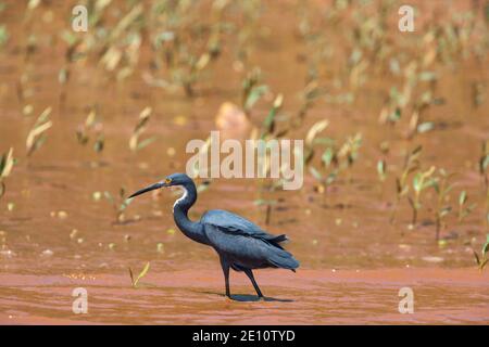 Dimorpher Reiher Egretta dimorpha, Erwachsene watend in silted Mündung, Betsiboka River, Mahajanga, Madagaskar, Oktober Stockfoto