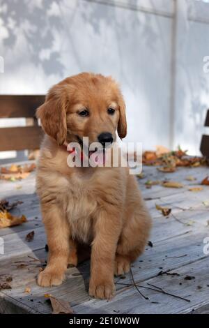 Niedlicher goldener Retriever Labrador-Mix-Welpe sitzt auf einem Holzpicknick Tisch im Freien Stockfoto