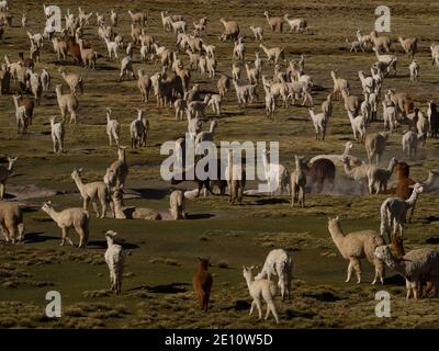 Gemischte Herde von Nutztieren Lamas und Alpakas in den anden Berge in Hochplateau Naturlandschaft in der Nähe von Colca Canyon Arequipa Peru Südamerika Stockfoto