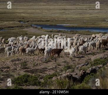 Gemischte Herde von Nutztieren Lamas und Alpakas in den anden Berge in Hochplateau Naturlandschaft in der Nähe von Colca Canyon Arequipa Peru Südamerika Stockfoto