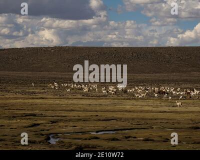 Gemischte Herde von Nutztieren Lamas und Alpakas in den anden Berge in Hochplateau Naturlandschaft in der Nähe von Colca Canyon Arequipa Peru Südamerika Stockfoto