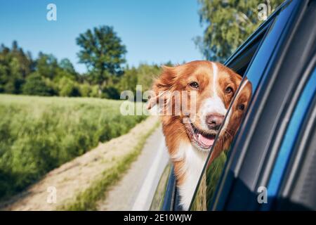 Hundefahrt mit dem Auto während des sonnigen Sommertages. Nova Scotia Duck Tolling Retrieverlooking Kamera und genießen Roadtrip. Stockfoto