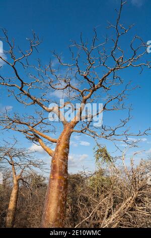 Fony Baobab Adansonia rubrostipa, Lac Tsimanampetsotsa Nationalpark, Madagaskar, Oktober 2007 Stockfoto