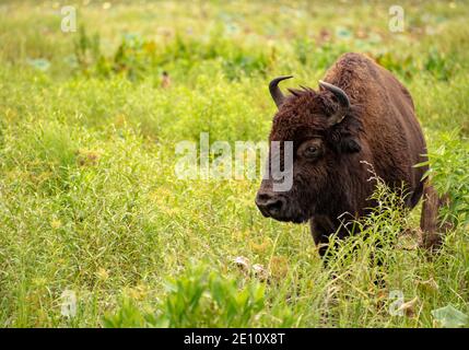 Ein amerikanischer Bison grast in Payne's Prairie Stockfoto