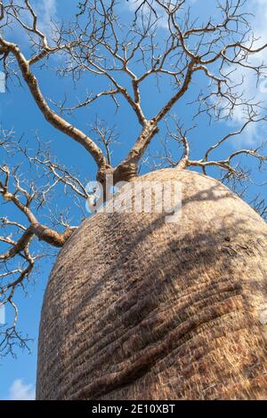 Fony Baobab Adansonia rubrostipa, Lac Tsimanampetsotsa Nationalpark, Madagaskar, Oktober 2007 Stockfoto