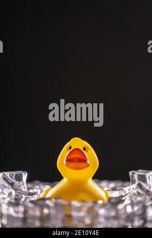 Gelbes Gummibad Duck Spielzeug im Eis auf einem stecken Schwarzer Hintergrund Stockfoto
