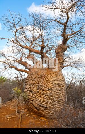 Fony Baobab Adansonia rubrostipa, über 3000 Jahre alt, Lac Tsimanampetsotsa Nationalpark, Madagaskar, Oktober 2007 Stockfoto