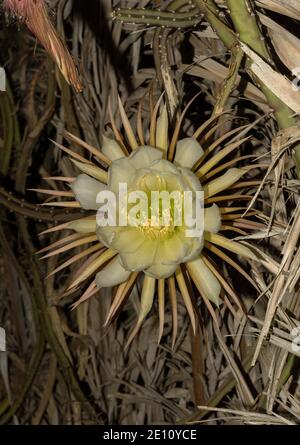 Nahaufnahme des Blütenkopfes eines Kaktus der Königin der Nacht. Es blüht nur für eine Nacht, Selenicereus grandiflorus Stockfoto