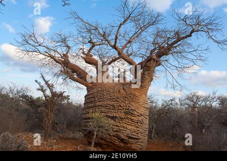 Fony Baobab Adansonia rubrostipa, über 3000 Jahre alt, Lac Tsimanampetsotsa Nationalpark, Madagaskar, Oktober 2007 Stockfoto