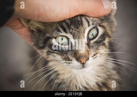 Schöne Nahaufnahme Porträt von streunenden Katze mit menschlichen Hand streicheln es, obdachlose Tier, nette kleine Straße Kitty, gestreifte Katze mit schönen gelben Augen Stockfoto